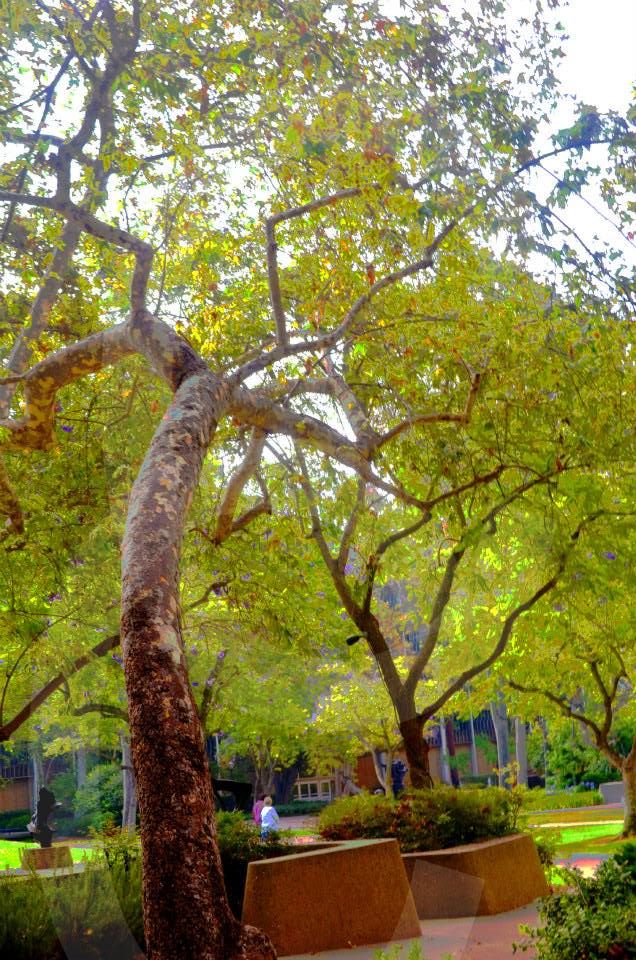 ucla,university of california los angeles,photographs,photos,images,graduation,campus,