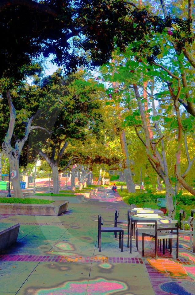 ucla,university of california los angeles,photographs,photos,images,graduation,campus,