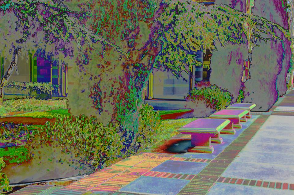 ucla,university of california los angeles,photographs,photos,images,graduation,campus,
