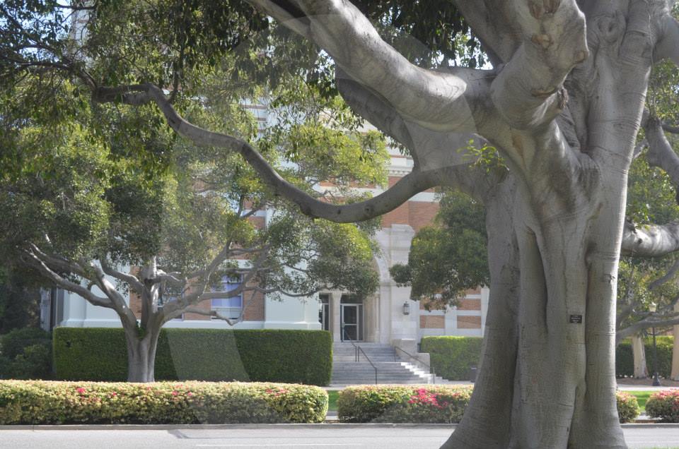 ucla,university of california los angeles,photographs,photos,images,graduation,campus,