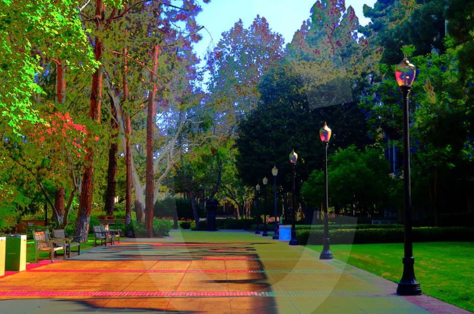 ucla,university of california los angeles,photographs,photos,images,graduation,campus,