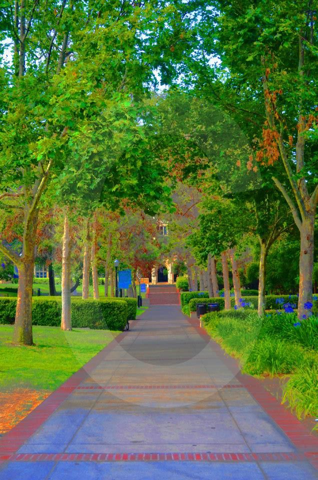 ucla,university of california los angeles,photographs,photos,images,graduation,campus,